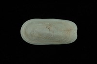 鴨嘴螺藏品圖，第2張